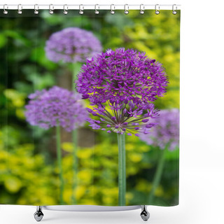 Personality  Close Up Of The Flowers Of Some Allium Shower Curtains
