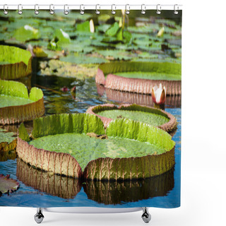 Personality  Victoria Regia - Water Lilies Shower Curtains