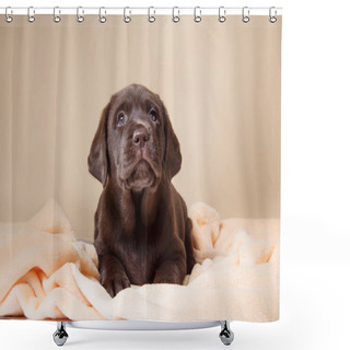 Personality  Puppy Breed Labrador Shower Curtains