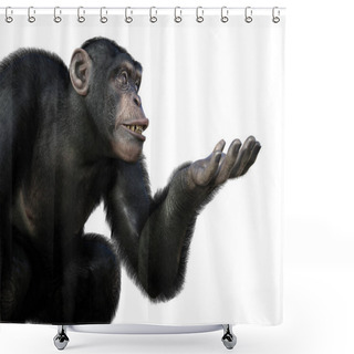 Personality  Chimpanzee Monkey Sitting With One Arm Ready To Hold Something, 3D Illustration Shower Curtains