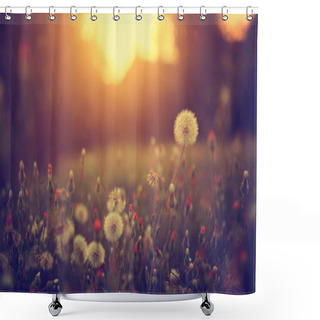 Personality  Vintage Photo Of Dandelion Field In Sunset Shower Curtains