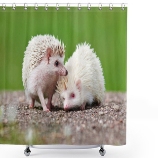 Personality  Two African Hedgehogs Outdoors Shower Curtains
