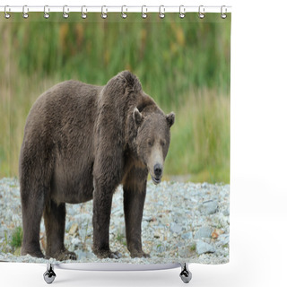 Personality  Grizzly Bear ( Ursus Arctos Horribilis) Shower Curtains