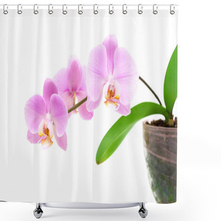 Personality  Branch Orchid On A White Background Close-up Shower Curtains