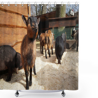 Personality  Cute Funny Goats  Shower Curtains
