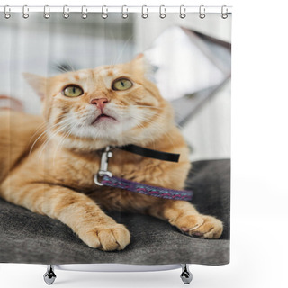 Personality  Close-up View Of Adorable Red Cat Looking Up   Shower Curtains