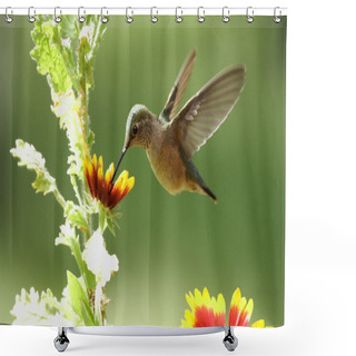 Personality  Broad-tailed Hummingbird Female (Selasphorus Platycercus) Shower Curtains