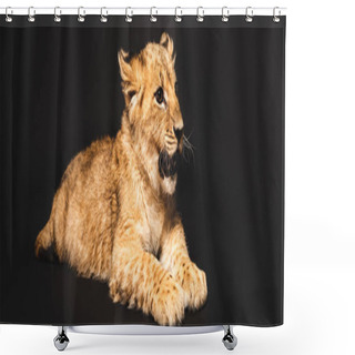 Personality  Cute Lion Cub Lying Isolated On Black, Panoramic Shot Shower Curtains
