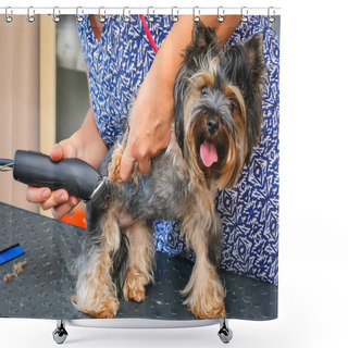 Personality  Haircut Yorkshire Terrier. The Groomers Female Hand Supports The Dogs Belly. Shower Curtains