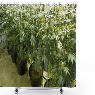 Personality  Marijuana Flower Buds.  Shower Curtains