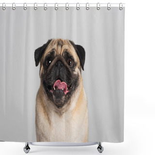 Personality  Purebred Pug Dog Looking At Camera And Sticking Out Tongue Isolated On Grey  Shower Curtains