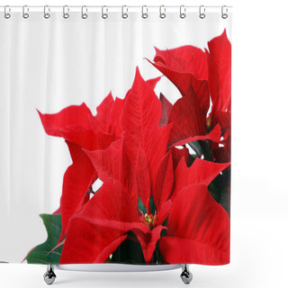 Personality  Red Poinsettia Shower Curtains
