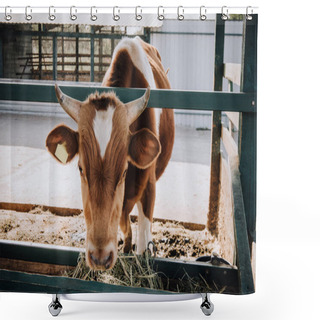 Personality  Adorable Brown Little Calf Eating Hay In Barn At Farm  Shower Curtains