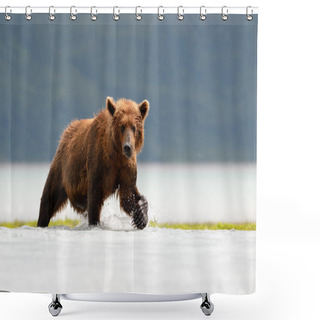 Personality  Grizzly Bear Shower Curtains