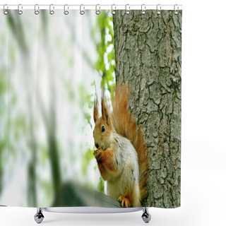 Personality  Squirrel In The Park At The Lodge Shower Curtains