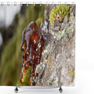 Personality  Tree Natural Amber Resin  Shower Curtains