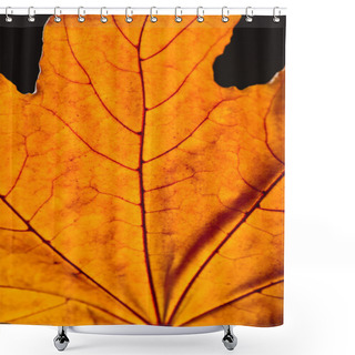 Personality  Close Up Of Orange Maple Leaf With Veins Isolated On Black, Autumn Background Shower Curtains
