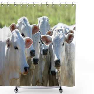 Personality  Cattle Shower Curtains