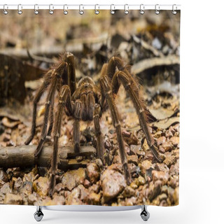 Personality  Goliath Bird-eating Spider, Theraphosa Blondi Shower Curtains