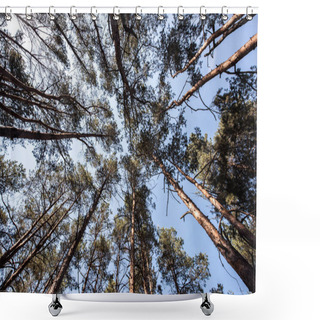 Personality  Bottom View Of Pine Trees With Blue Sky In Forest Shower Curtains