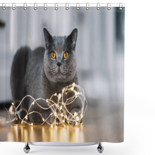 Personality  Grey British Shorthair Cat Playing With String Of Lights On Floor. Shower Curtains