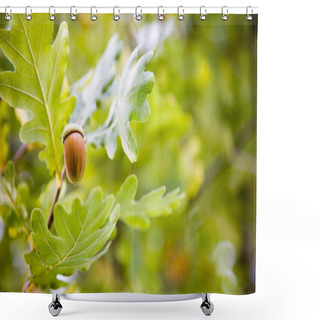 Personality  Acorn Shower Curtains