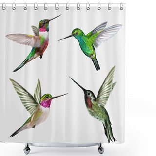 Personality  Set Four Small Bird Hummingbird, Vector Illustration Shower Curtains