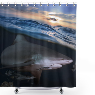Personality  Angry Shark Shower Curtains