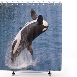 Personality  Killer Whale Jumping Out Of Water Shower Curtains