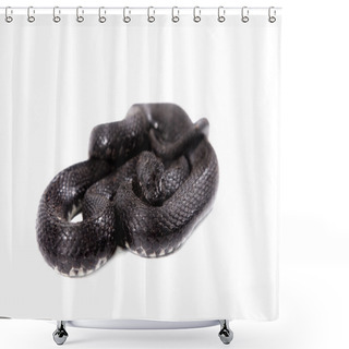 Personality  Dice Snake, Natrix Tessellata, On White Shower Curtains