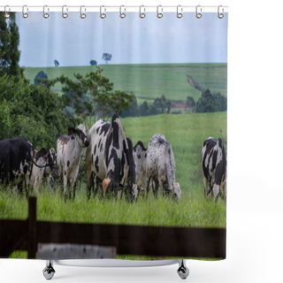 Personality  Dairy Cattle With White And Black Spots On Green Pasture. Shower Curtains