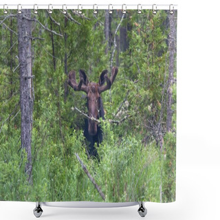Personality  A Bull Moose In The Distance Standing Near The Trees In Canada Shower Curtains
