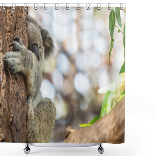 Personality  A Cute Koala Close Up Shower Curtains