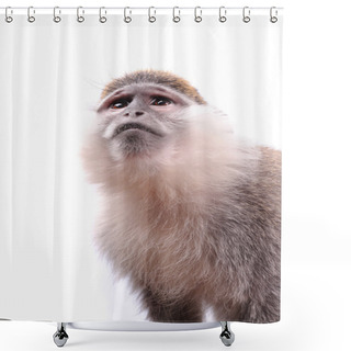 Personality  Vervet Monkey On The White Background Shower Curtains