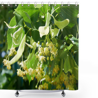 Personality  Linden Tree (lime Tree) Linden Blossom Shower Curtains