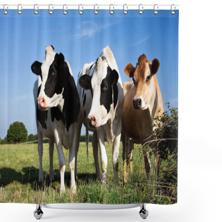 Personality  Cows Shower Curtains