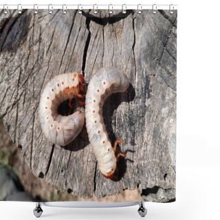 Personality  Rhino Beetle Larvae On An Old Wood Stump. Large Larvae Of Rhinoceros Beetle. Rhinoceros Beetle Shower Curtains