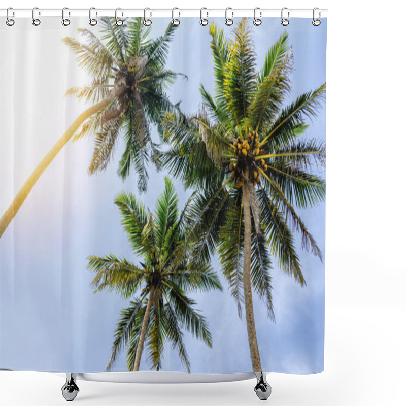 Personality  Palm Trees View From Below, Sunny Day In Tropics. Coconut Palm Tree With Big Leaves On Summer Sky Background, Sri Lanka. Shower Curtains