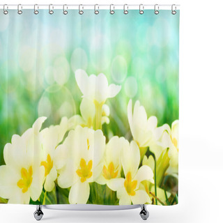 Personality  Fresh Primrose Flowers In The Sunny Meadow Shower Curtains