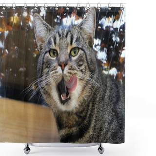 Personality  Beautiful Cat Is Sitting In The Garden House And Licking The Nose Shower Curtains