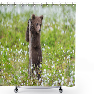 Personality  Brown Bear Cub Playing On The Field Among White Flowers. Bear Cub Stands On Its Hind Legs. Scientific Name: Ursus Arctos. Shower Curtains