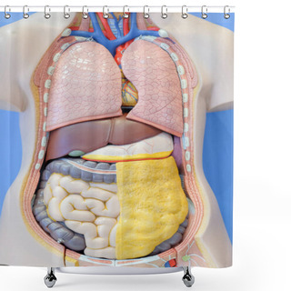 Personality  Anatomy Model Of The Internal Organs Of The Human Body For Use In Medical Education. Shower Curtains