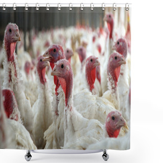 Personality  Flock Of Turkeys Shower Curtains