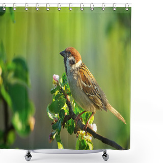 Personality  Romantic Sparrow Shower Curtains