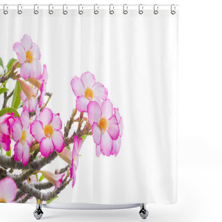 Personality  Adenium Obesum Tree Also Known As Desert Rose Shower Curtains