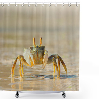 Personality  Ghost Crab On Beach Shower Curtains