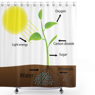 Personality  Scheme Of Photosynthesis Shower Curtains
