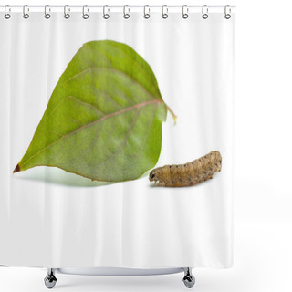 Personality  Caterpillar And Leaf Shower Curtains