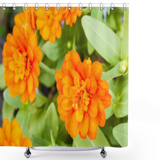 Personality  Orange Zinnia Flower In The Garden. Shower Curtains