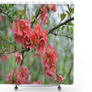 Personality  Japanese Quince Branch - Blossoming Shower Curtains
